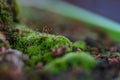 Close up macro photo of moss and lichen plastering bonsai tree