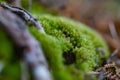 Close up macro photo of moss and lichen plastering bonsai tree Royalty Free Stock Photo