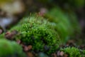 Close up macro photo of moss and lichen plastering bonsai tree Royalty Free Stock Photo