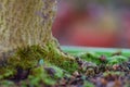 Close up macro photo of moss and lichen plastering bonsai tree