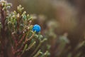 Close up macro photo of moss and lichen plastering bonsai tree Royalty Free Stock Photo