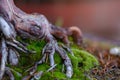 Close up macro photo of moss and lichen plastering bonsai tree Royalty Free Stock Photo