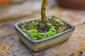 Close up macro photo of moss and lichen plastering bonsai tree