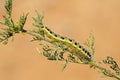 Caterpillar of Pieris brassicae butterfly feeding on Artemisia plant