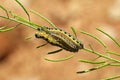 Caterpillar of Pieris brassicae butterfly feeding on plant