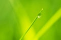 Close-up macro photo of a raindrop on fresh green grass