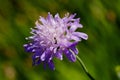 Close-up macro photo of a Scabious flower with water drops