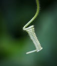 close up macro photo of a small creeper