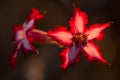 A close up macro photograph of a beautiful pink Impala lily