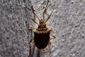 Brown Marmorated Stink Bug on Textured Surface Royalty Free Stock Photo