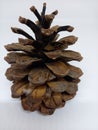 Close Up of a Large Opened Pine Cone on a White Background