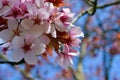 Close up macro photograph ofpink tree blossom in spring Royalty Free Stock Photo