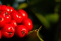 Close up Macro photograph of ripe red Holly Berries. Winter food for birds looking for nourishment in hard times. Natural Beauty Royalty Free Stock Photo