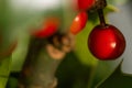 Close up Macro photograph of ripe red Holly Berries. Winter food for birds looking for nourishment in hard times. Natural Beauty Royalty Free Stock Photo