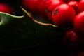 Close up Macro photograph of ripe red Holly Berries. Winter food for birds looking for nourishment in hard times. Natural Beauty Royalty Free Stock Photo