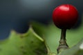 Close up Macro photograph of ripe red Holly Berries. Winter food for birds looking for nourishment in hard times. Natural Beauty Royalty Free Stock Photo