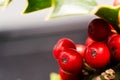 Close up Macro photograph of ripe red Holly Berries. Winter food for birds looking for nourishment in hard times. Natural Beauty Royalty Free Stock Photo