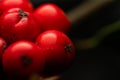 Close up Macro photograph of ripe red Holly Berries. Winter food for birds looking for nourishment in hard times. Natural Beauty Royalty Free Stock Photo