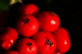 Close up Macro photograph of ripe red Holly Berries. Winter food for birds looking for nourishment in hard times. Natural Beauty Royalty Free Stock Photo