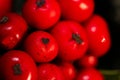 Close up Macro photograph of ripe red Holly Berries. Winter food for birds looking for nourishment in hard times. Natural Beauty Royalty Free Stock Photo