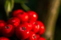 Close up Macro photograph of ripe red Holly Berries. Winter food for birds looking for nourishment in hard times. Natural Beauty Royalty Free Stock Photo