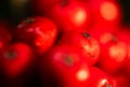 Close up Macro photograph of ripe red Holly Berries. Winter food for birds looking for nourishment in hard times. Natural Beauty Royalty Free Stock Photo