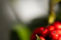 Close up Macro photograph of ripe red Holly Berries. Winter food for birds looking for nourishment in hard times. Natural Beauty Royalty Free Stock Photo