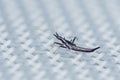 Thread-legged bug walking on white plastic netting Royalty Free Stock Photo