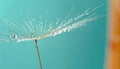 Delicate dandelion seed with glistening water drops on a vibrant teal backdrop Royalty Free Stock Photo