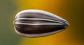 Close-up macro photograph of a single sunflower seed in sharp focus Royalty Free Stock Photo