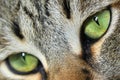 A close-up macro photograph of a Siya Cat`s eye Royalty Free Stock Photo