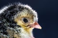 Close up macro photography baby black Appenzeller chick on dark blue background