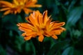 Close up photography of a marigold flower Royalty Free Stock Photo