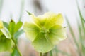 Close up photography of beautiful lenten rose