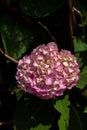 Close up macro photography of beautiful pink or purple colored hydrangea flowers with white centers and green leaves with bright Royalty Free Stock Photo