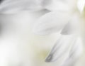 White peaceful background of flower petals