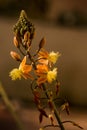 Close up macro photography of a Bulbine frutescens, snake plant, xanthorrhoeaceae Royalty Free Stock Photo