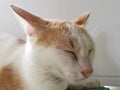 Close-up macro photography of cat fur Cat's nose and eyes while sleeping