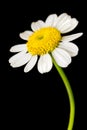 Macro Close up Daisy Flower - Chamomile Bloom - White Yellow Flower Isolated Black Background Royalty Free Stock Photo