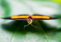 Close up macro photography of a colorful butterfly sitting on a green leaf. Royalty Free Stock Photo