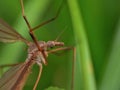 Crane fly daddy long legs Royalty Free Stock Photo