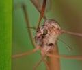 Crane fly daddy long legs Royalty Free Stock Photo