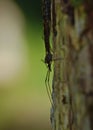 Crane fly daddy long legs Royalty Free Stock Photo