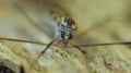 Crane fly daddy long legs Royalty Free Stock Photo
