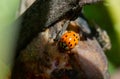 Lady bug sitting on a rotten fig Royalty Free Stock Photo