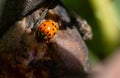 Lady bug sitting on a rotten fig Royalty Free Stock Photo