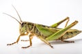 Close up macro photography of a Grasshoper closeup on the eyes, isolated on a white background