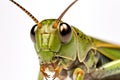 Close up macro photography of a Grasshoper closeup on the eyes, isolated on a white background