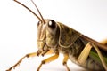 Close up macro photography of a Grasshoper closeup on the eyes, isolated on a white background