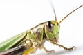 Close up macro photography of a Grasshoper closeup on the eyes, isolated on a white background